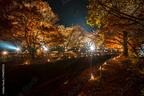 Maple tree in the lighting festival at Nashi Gawa
