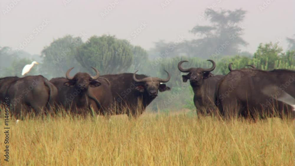 Egrets and Cape buffalo mingling on African savanna