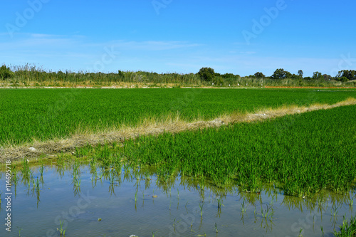 paddy field in the Albufera in Valencia, Spain