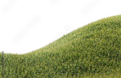 Corn field