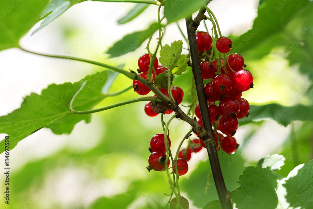red currants hanging at a branch in the garden red currants hanging at a branch in the garden