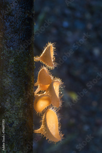 champagne mushrooms