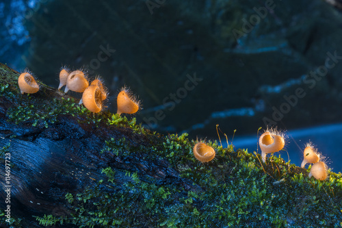 Orange Champagne mushrooms 