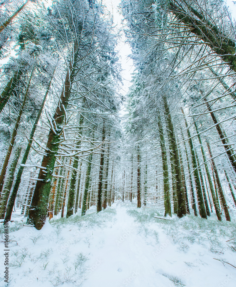 Naklejka premium magical winter snow covered tree