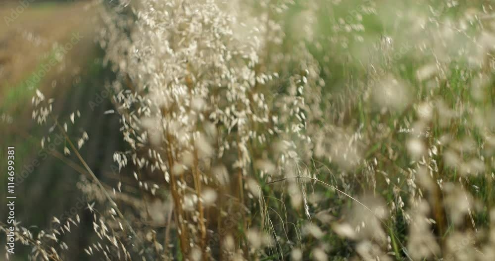 cambio di messa a fuoco su piante illuminate dal sole morente ai bordi di un campo di grano con sfocato e bokeh swirly2