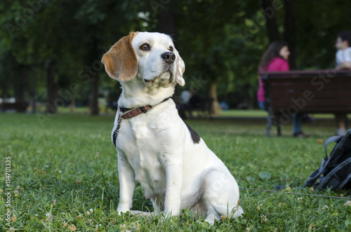 Fototapeta Naklejka Na Ścianę i Meble -  Female beagle on a lawn in a park