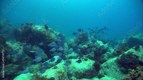 Wallpaper Mural School of blue fish feeding among coral Torontodigital.ca