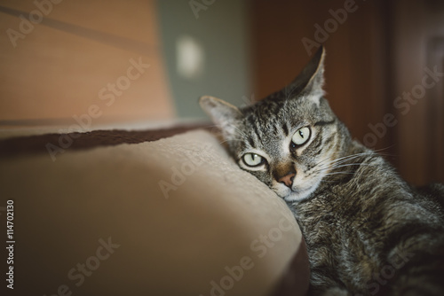 Tabby cat resting on the pillow of the bed and looking at camera photo
