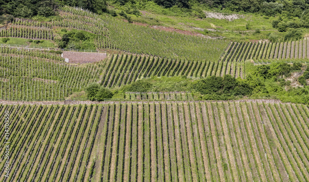 green vineyards  at the river Moselle in summer