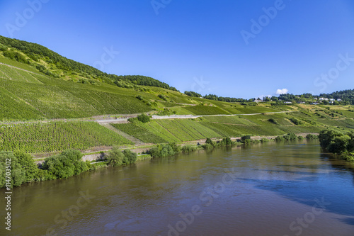 Moselle landscape with vineyards