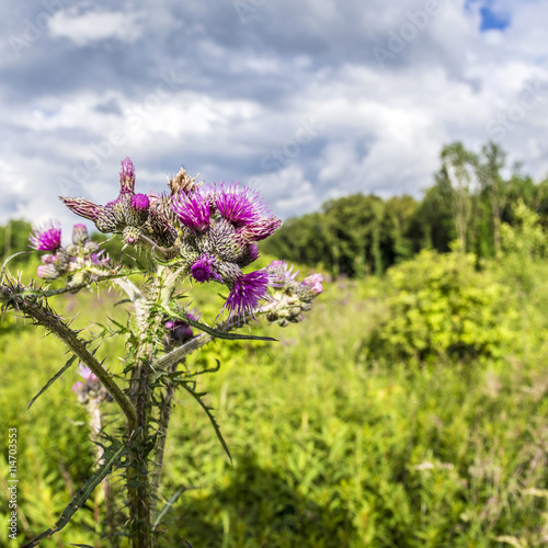 red thisle blooming on a wildflower meadow photo