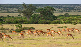 Impala antelope on the savanna