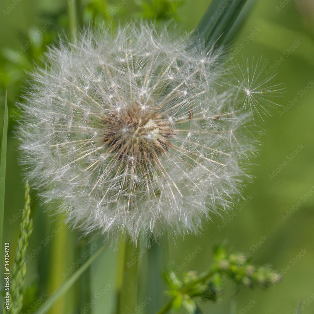 Löwenzahn, Pusteblume auf Wiese