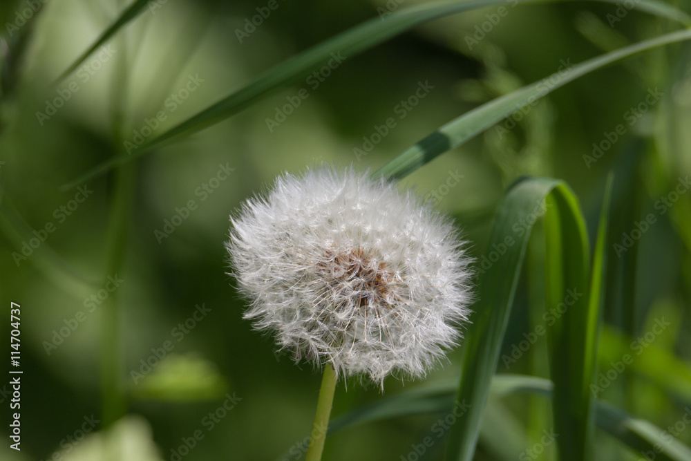Fototapeta premium Löwenzahn, Pusteblume auf Wiese