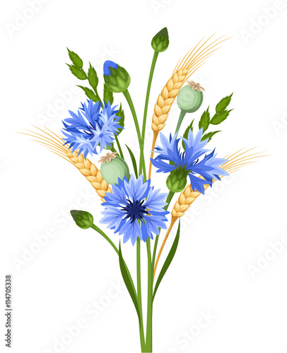 Vector bouquet of blue cornflowers and ears of wheat isolated on a white background.