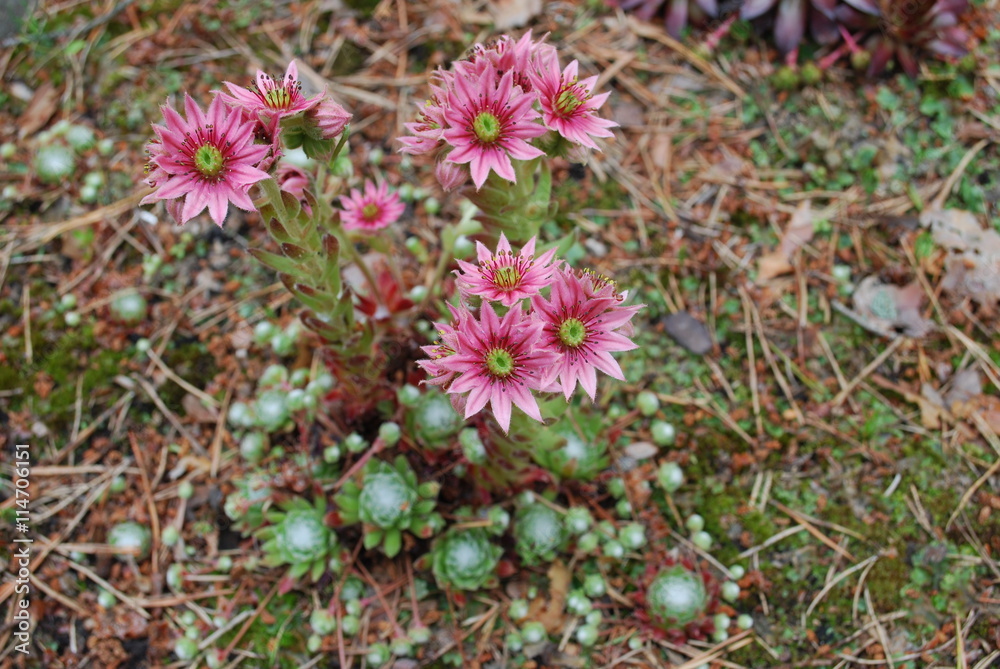 Fototapeta premium Sempervivum arachnoideum pink flowers. It is sometimes known as cobweb house-leek, is a species of flowering plant in the family Crassulaceae, native to the Alps, Apennines and Carpathians.