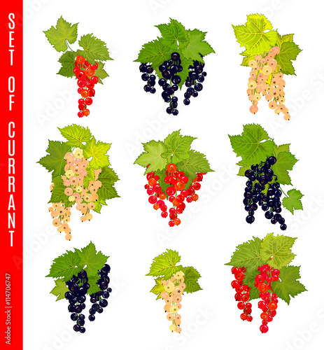 Vector Set of doodle berries. Currant