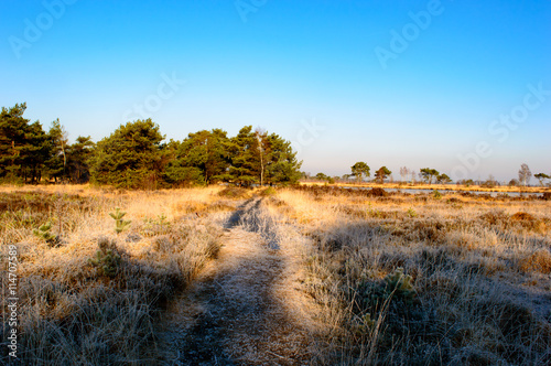 Field of wild brown grass leading to trees