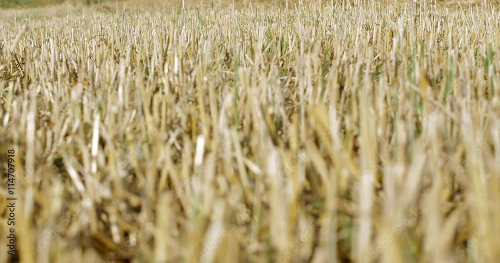 cambio di messa a fuoco su campo di grano dopo raccolto cambio di messa a fuoco su campo di grano dopo raccolto