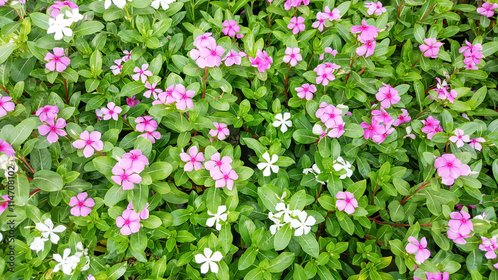 Fototapeta premium Colorful flowers in the garden.
