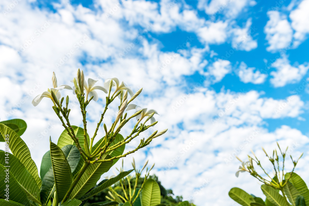 frangipani flower, plumeria flower, white plumeria with blue sk