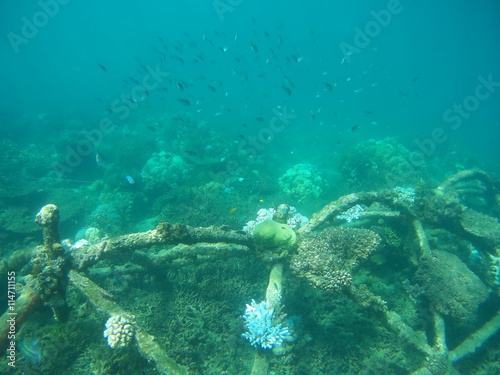 Underwater shot at Biorock restoration area in the village of Pemuteran. Bali