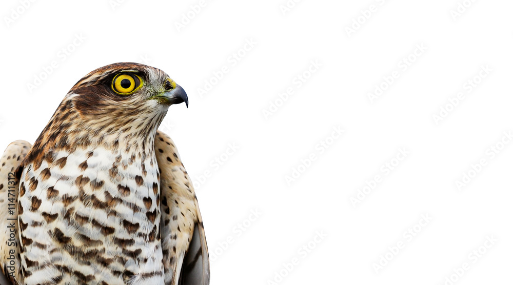 Naklejka premium Ptaki Europy - Krogulec