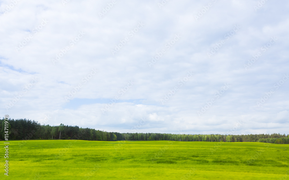 Fototapeta premium Green field and blue sky