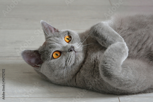 Portrait of a british shorthair cat with expressive orange eyes, that's laying on the floor.