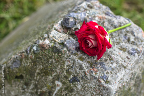 Rose live on a rock photo