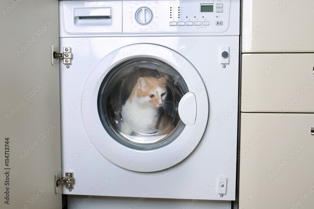 кот в стиральной машине Stock Photo | Adobe Stock