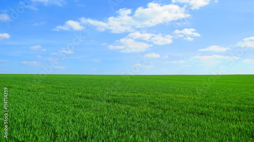 Landwirtschaftliche Monokultur