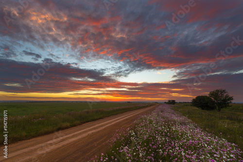 Cosmos and colours of sunset