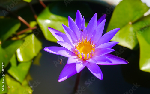 Lotus flower in the pond.