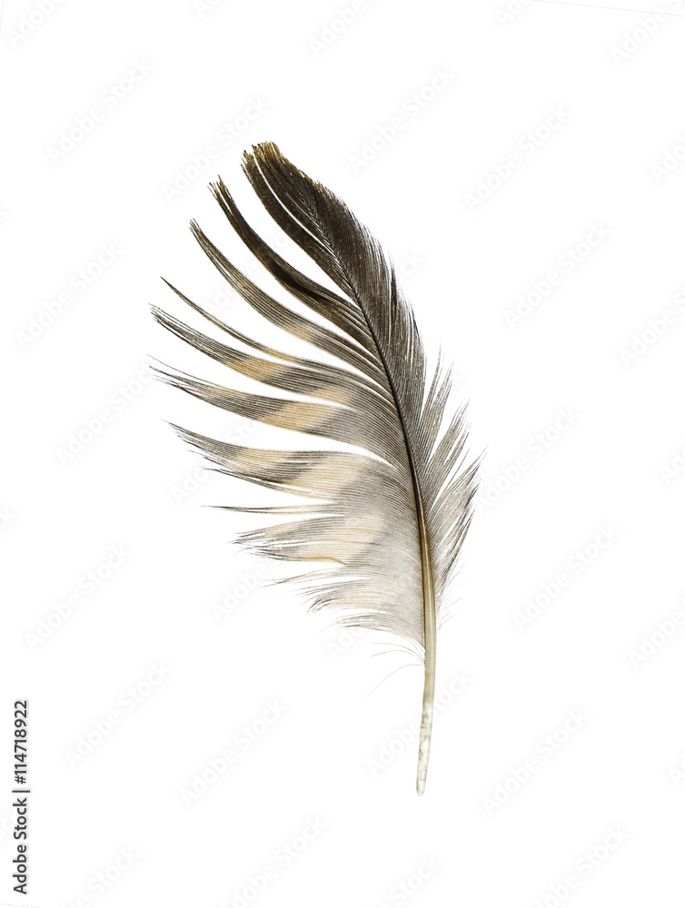 Fototapeta premium pióro