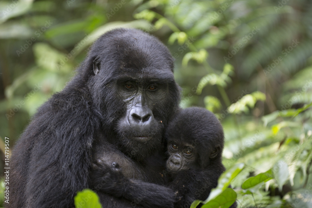 Naklejka premium Portrait of wild free roaming mountain gorilla