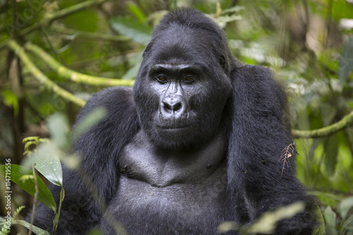 Portrait of wild free roaming mountain gorilla
