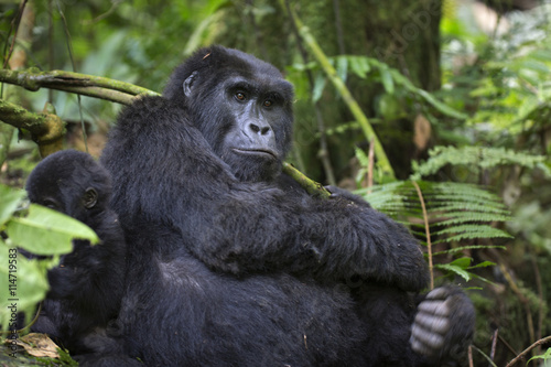Portrait of wild free roaming mountain gorilla © Pedro Bigeriego