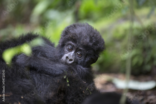 Portrait of baby mountain gorilla