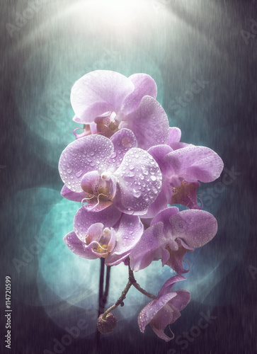 Fototapeta Naklejka Na Ścianę i Meble -  violet orchid