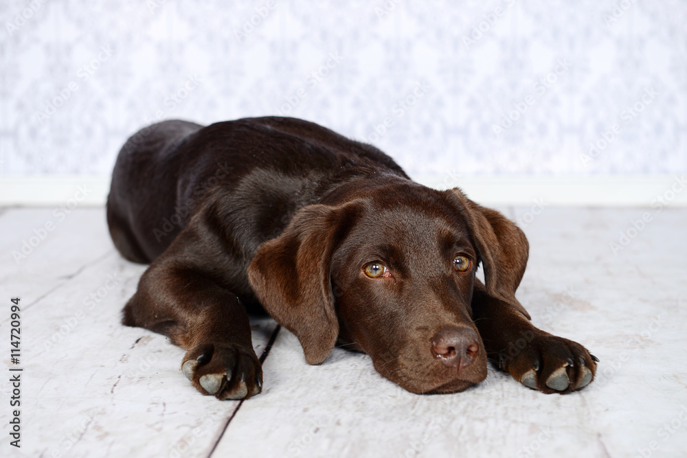 Portrait von einem schokobraunen Labrador Welpen, der seinen Kopf auf einem weißen Holzboden abgelegt hat mit direktem Blick zum Betrachter.