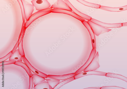 Alveoli in Lungs Tissue Slice, Cross section - Vector Illustration