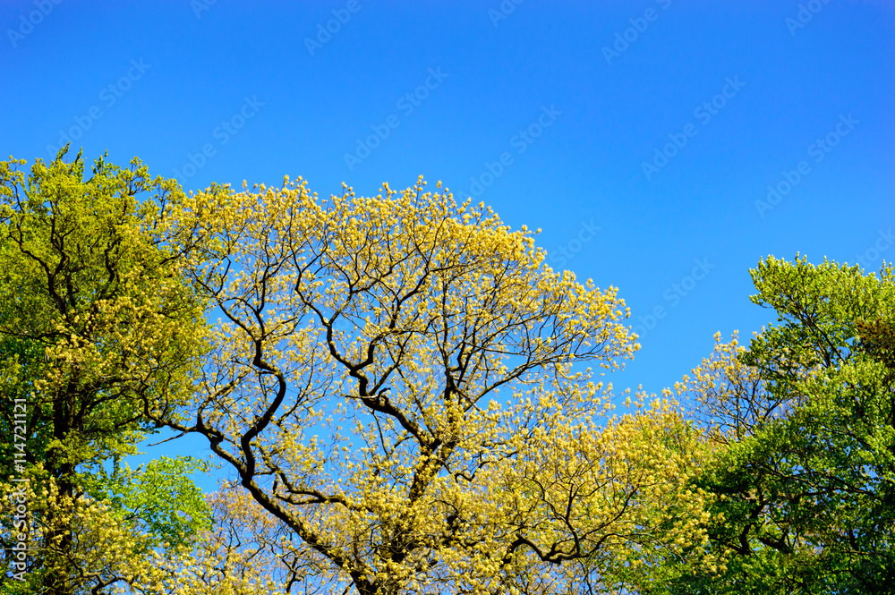 Fresh spring foliage on a tree in a park Fresh spring foliage on a tree in a park