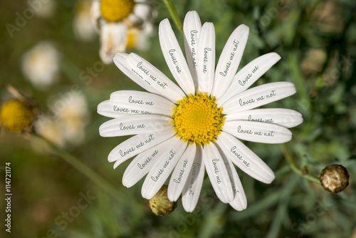 Fototapeta Naklejka Na Ścianę i Meble -  Loves me not daisy flower concept