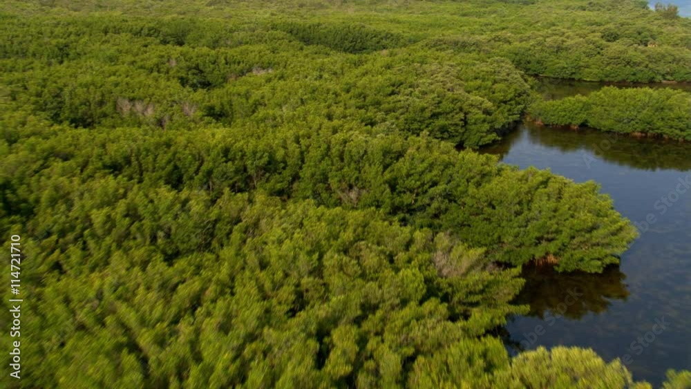 Flight over trees and shrubs in a Florida wetland Flight over trees and shrubs in a Florida wetland