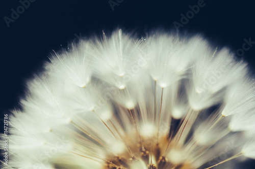 part of dandelion flower on dark background