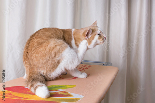 кот чешет ухо