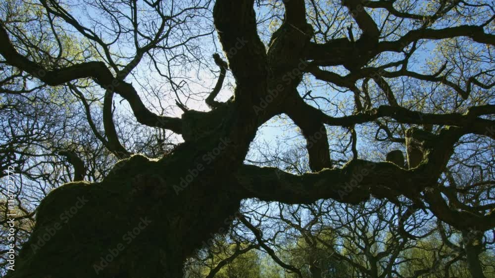 Twisted tree