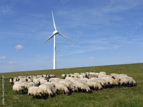 Windrad und Schafe auf dem Deich bei Emden.