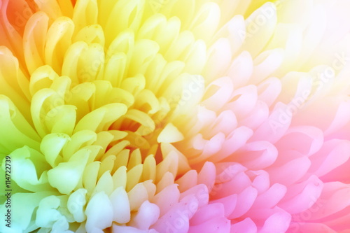 Fantacy Rainbow color flower background